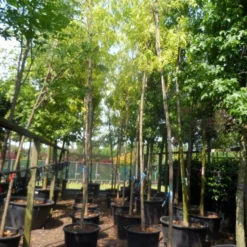 Gele Acacia (Robinia Pseudoacacia 'Frisia') -Tuin Puur Verkoop robinia pseudoacacia frisia 14 16ho c110