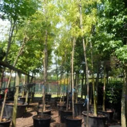 Gele Acacia (Robinia Pseudoacacia 'Frisia') -Tuin Puur Verkoop robinia pseudoacacia frisia 14 16ho c110 1