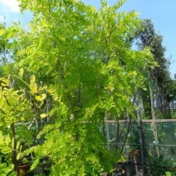 Gele Acacia (Robinia Pseudoacacia 'Frisia') -Tuin Puur Verkoop robinia pseudoacacia frisia 250 300