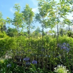 Gele Acacia (Robinia Pseudoacacia 'Frisia') -Tuin Puur Verkoop robinia pseudoacacia frisia 8 10ho cont