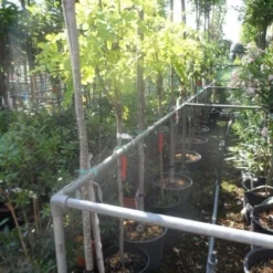 Gele Acacia (Robinia Pseudoacacia 'Frisia') -Tuin Puur Verkoop robinia pseudoacacia frisia halfstam c20