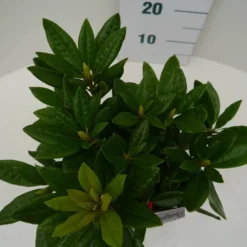 Rhododendron (Rhododendron 'Rocket') 15 Rhododendron (Rhododendron 'Rocket') -Tuin Puur Verkoop rocket c2 boven