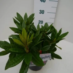 Rhododendron (Rhododendron 'Rocket') 14 Rhododendron (Rhododendron 'Rocket') -Tuin Puur Verkoop rocket c2 zij