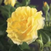 Klimroos (Rosa 'Golden Climber') -Tuin Puur Verkoop rosa golden climber 2