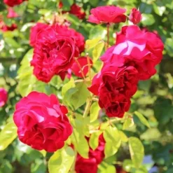 Klimroos (Rosa 'Grand Hotel') -Tuin Puur Verkoop rosa grand hotel