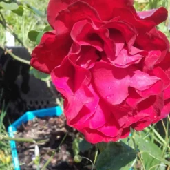 Klimroos (Rosa 'Grand Hotel') -Tuin Puur Verkoop rosa grand hotel 2