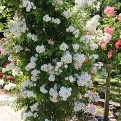 Miniklimroos (Rosa 'Guirlande D'Amour') 14 Miniklimroos (Rosa 'Guirlande D'Amour') -Tuin Puur Verkoop rosa guirlande d amour