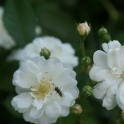 Miniklimroos (Rosa 'Guirlande D'Amour') 13 Miniklimroos (Rosa 'Guirlande D'Amour') -Tuin Puur Verkoop rosa guirlande d amour 1