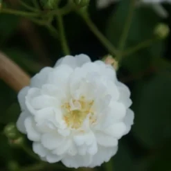 Miniklimroos (Rosa 'Guirlande D'Amour') 12 Miniklimroos (Rosa 'Guirlande D'Amour') -Tuin Puur Verkoop rosa guirlande d amour 2