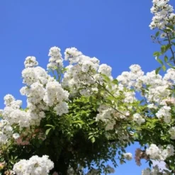 Miniklimroos (Rosa 'Guirlande D'Amour') 15 Miniklimroos (Rosa 'Guirlande D'Amour') -Tuin Puur Verkoop rosa guirlande d amour 2 2