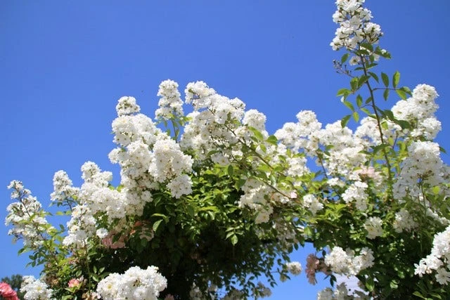 Miniklimroos (Rosa 'Guirlande D'Amour') 9 Miniklimroos (Rosa 'Guirlande D'Amour') - Afbeelding 7