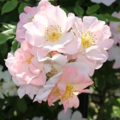 Miniklimroos (Rosa 'Open Arms') -Tuin Puur Verkoop rosa open arms
