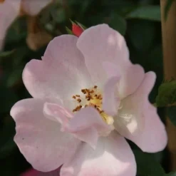 Miniklimroos (Rosa 'Open Arms') -Tuin Puur Verkoop rosa open arms 2