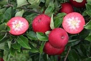 Appelboom (Malus Domestica 'Rosette') 4 Appelboom (Malus Domestica 'Rosette') - Afbeelding 2