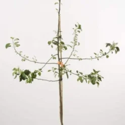 Appelboom (Malus Domestica 'Schone Van Boskoop') 7 Appelboom (Malus Domestica 'Schone Van Boskoop') -Tuin Puur Verkoop schone van b