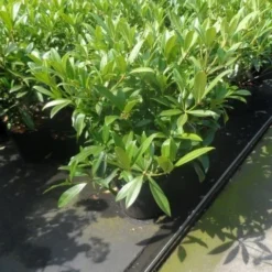 Skimmia (Skimmia Confusa 'Kew Green') -Tuin Puur Verkoop skimmia confusa kew green 40 50 60 c7 10