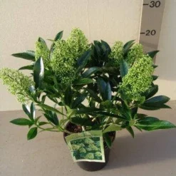 Skimmia (Skimmia Confusa 'Kew Green') -Tuin Puur Verkoop skimmia confusa kew green p17 2