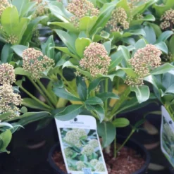 Skimmia (Skimmia Japonica 'Fragrant Cloud') -Tuin Puur Verkoop skimmia japonica fragant cloud 1