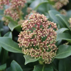 Skimmia (Skimmia Japonica 'Fragrant Cloud') -Tuin Puur Verkoop skimmia japonica fragant cloud 2