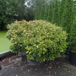 Skimmia (Skimmia Japonica 'Rubella') 7 Skimmia (Skimmia Japonica 'Rubella') -Tuin Puur Verkoop skimmia japonica rubella doorsnede 180 200 aanlegkwaliteit