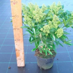 Skimmia (Skimmia Confusa 'Kew Green') -Tuin Puur Verkoop skimmia kew green c3