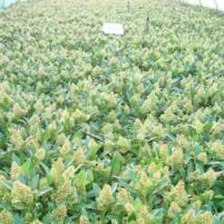 Skimmia (Skimmia Confusa 'Kew Green') -Tuin Puur Verkoop skimmia kew green c3 2