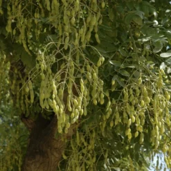 Japanse Pagodeboom (Sophora Japonica)