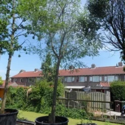 Japanse Pagodeboom (Sophora Japonica) 7 Japanse Pagodeboom (Sophora Japonica) -Tuin Puur Verkoop sophora japonica 25 30ho c350