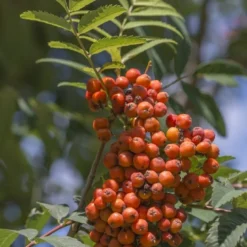 Lijsterbes (Sorbus Aucuparia 'Edulis') -Tuin Puur Verkoop sorbus aucuparia 1