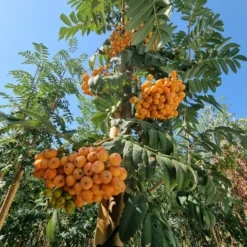 Gewone Lijsterbes (Sorbus Aucuparia) -Tuin Puur Verkoop sorbus aucuparia 8 10 1