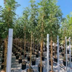 Gewone Lijsterbes (Sorbus Aucuparia) -Tuin Puur Verkoop sorbus aucuparia 8 10 2