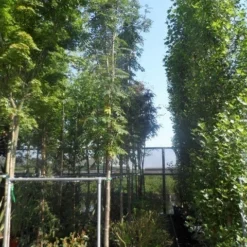 Lijsterbes (Sorbus Aucuparia 'Edulis') -Tuin Puur Verkoop sorbus aucuparia edulis 14 16ho cont