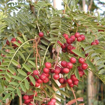 Chinese Lijsterbes (Sorbus Vilmorinii) 4 Chinese Lijsterbes (Sorbus Vilmorinii) - Afbeelding 2