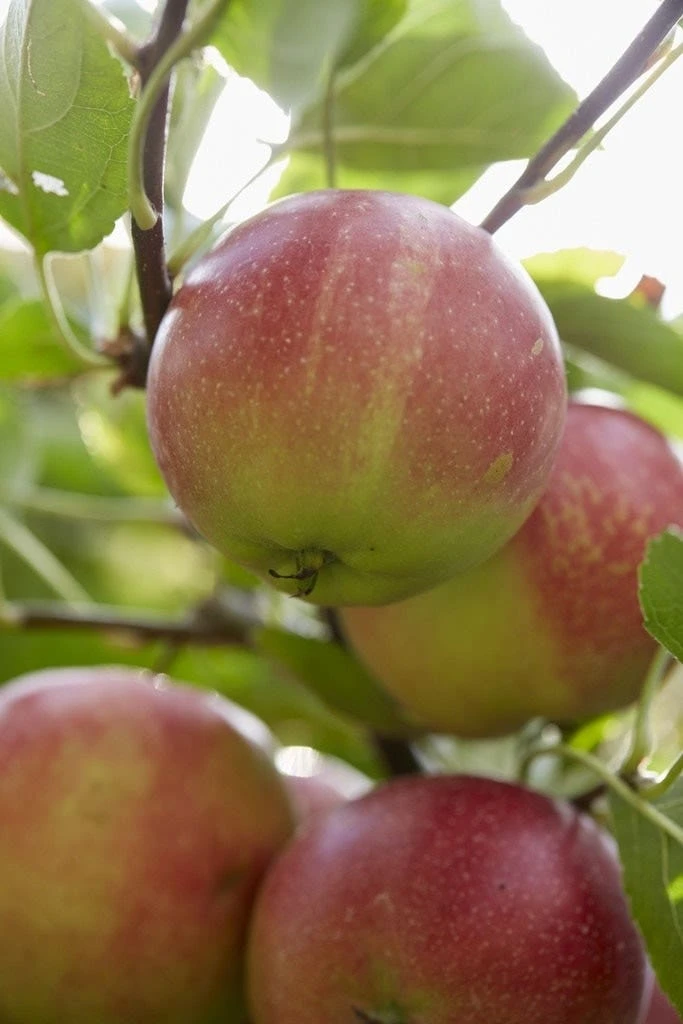 Lei-Appel (Malus Domestica 'Sterappel') 3 Lei-Appel (Malus Domestica 'Sterappel')