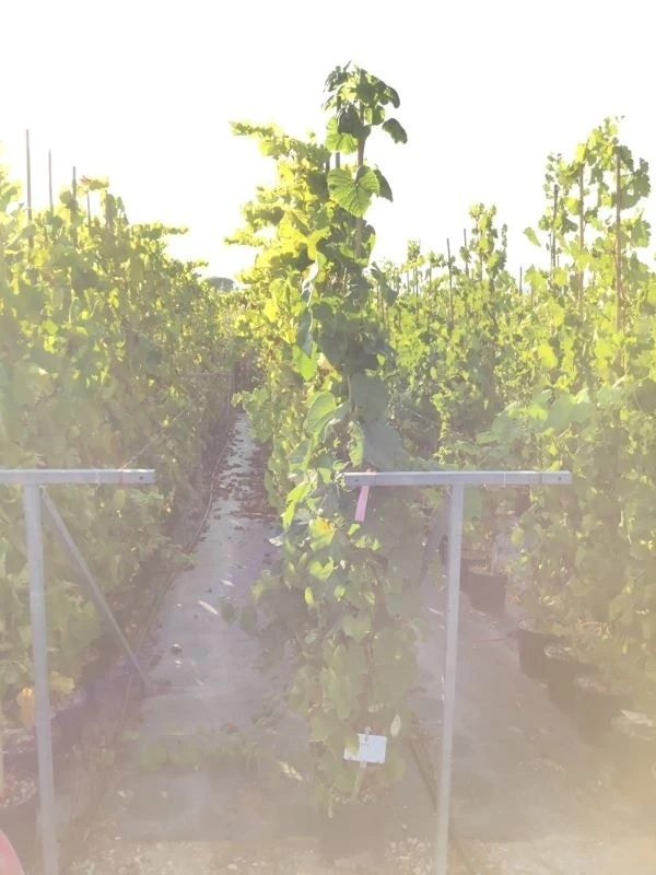 Druif (Vitis Vinifera 'Red Globe') 3 Druif (Vitis Vinifera 'Red Globe')