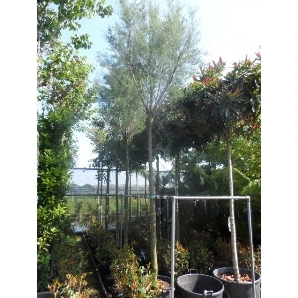 Tamarisk Als Boom (Tamarix Gallica) 4 Tamarisk Als Boom (Tamarix Gallica) - Afbeelding 2