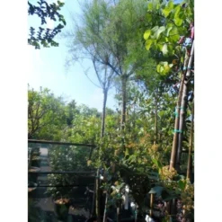 Tamarisk Als Boom (Tamarix Gallica) 8 Tamarisk Als Boom (Tamarix Gallica) -Tuin Puur Verkoop tamarisk tamarix gallica 32085999 ccb