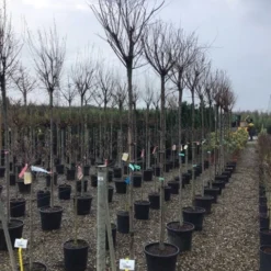 Tamarisk Als Boom (Tamarix Gallica) 9 Tamarisk Als Boom (Tamarix Gallica) -Tuin Puur Verkoop tamarixgallica01