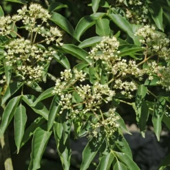 Bijenboom (Tetradium Daniellii)