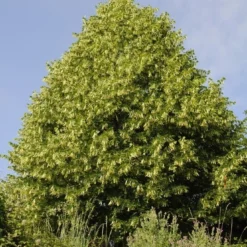 Lindeboom (Tilia Platyphyllos)