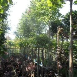 Lindeboom (Tilia Platyphyllos) -Tuin Puur Verkoop tilia platyphyllos 12 14 16ho cont
