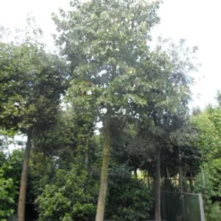 Lindeboom (Tilia Platyphyllos) -Tuin Puur Verkoop tilia platyphyllos 40 50ho c1000