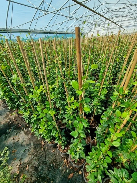 Toscaanse Jasmijn (Trachelospermum Jasminoides 'Winter Ruby') 3 Toscaanse Jasmijn (Trachelospermum Jasminoides 'Winter Ruby')