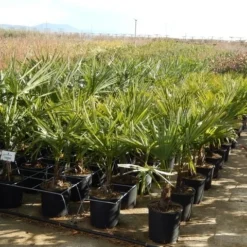 Winterharde Palm Meerstammig (Trachycarpus Fortunei) -Tuin Puur Verkoop trachycarpus fortunei