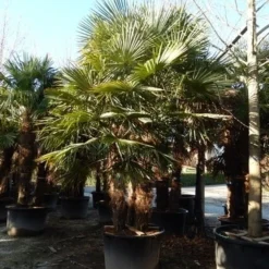 Winterharde Palm Meerstammig (Trachycarpus Fortunei) -Tuin Puur Verkoop trachycarpus fortunei 3 stammig