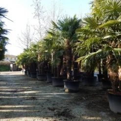 Winterharde Palm Meerstammig (Trachycarpus Fortunei) -Tuin Puur Verkoop trachycarpus fortunei 3 stammig 2