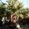 Winterharde Palm Meerstammig (Trachycarpus Fortunei) -Tuin Puur Verkoop trachycarpus fortunei 3 stammig 4