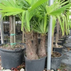 Winterharde Palm Meerstammig (Trachycarpus Fortunei) -Tuin Puur Verkoop trachycarpus fortunei multistam