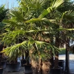 Winterharde Palm Meerstammig (Trachycarpus Fortunei) -Tuin Puur Verkoop trachycarpus meerstammig