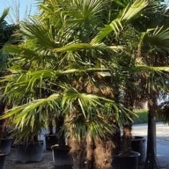 Winterharde Palm Meerstammig (Trachycarpus Fortunei) -Tuin Puur Verkoop trachycarpus meerstammig 2